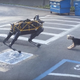 Illustration for article titled Actual Dogs Don't Like Robotic Dogs Either